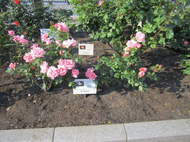 プリンセスアイコ