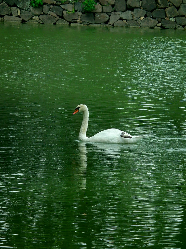 コブハクチョウ 04.jpg