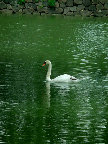 コブハクチョウ 04.jpg