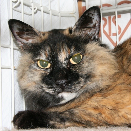 家族紹介用画像フォルダ