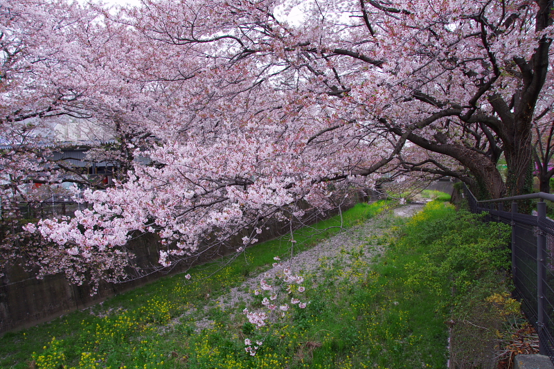 2016Sakura16.jpg