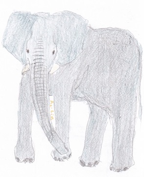 【Elephant】2024.jpg