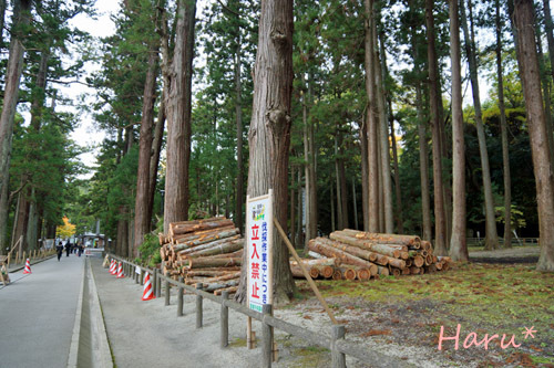 1117瑞巌寺参道１.jpg