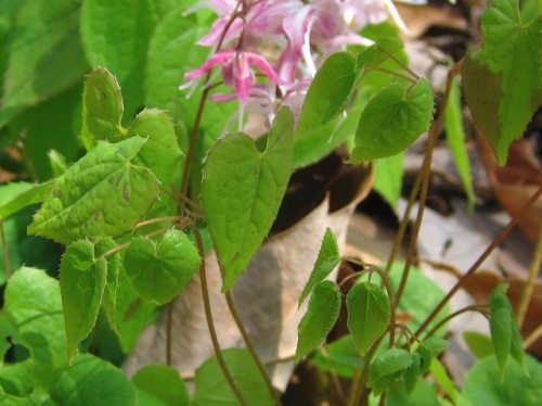 イカリソウの花 イカリソウの花言葉 旅立ち 人生の出発 は 船の碇を引き上げたような花の姿から船出をあらわすものだそうです 昭和記念公園での自然観察 その7 しろうと自然科学者の自然観察日記 楽天ブログ