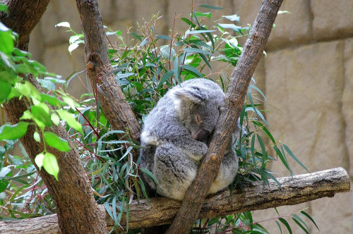 東山動植物園(7).jpg