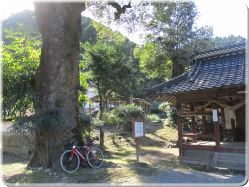 3466エノキ（宮野八幡神社）_3466.jpg