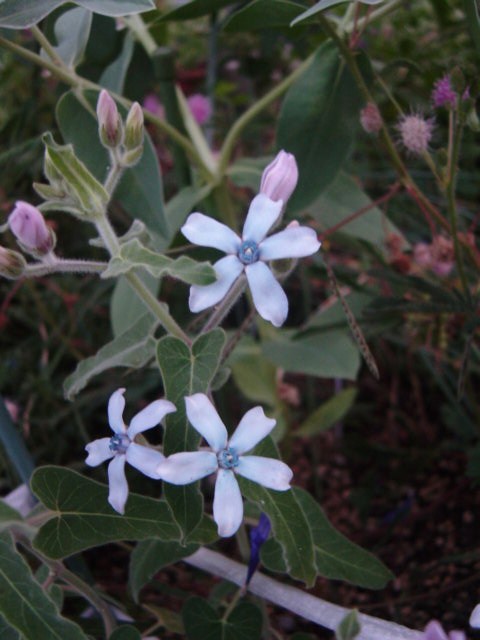 DSC09791.JPG