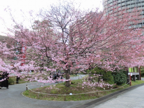 国立劇場の桜