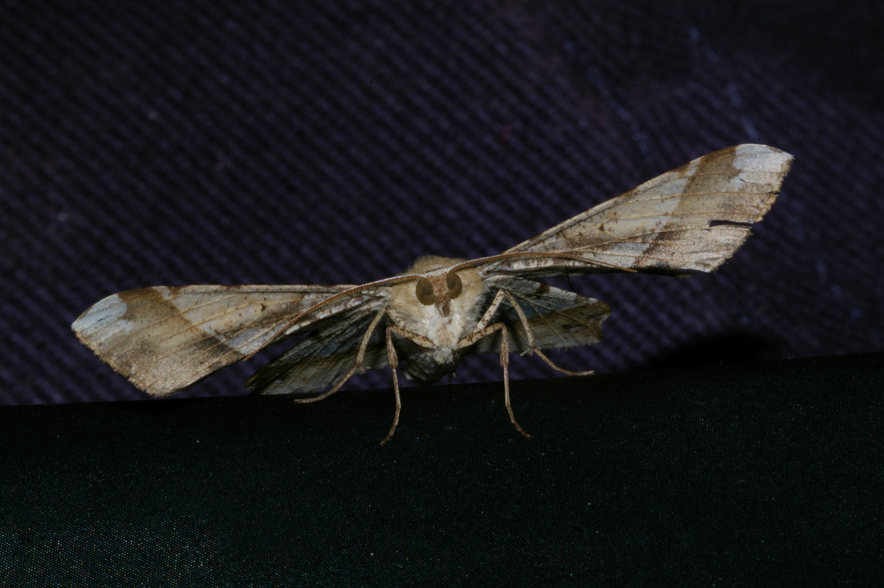 ツマジロエダシャク