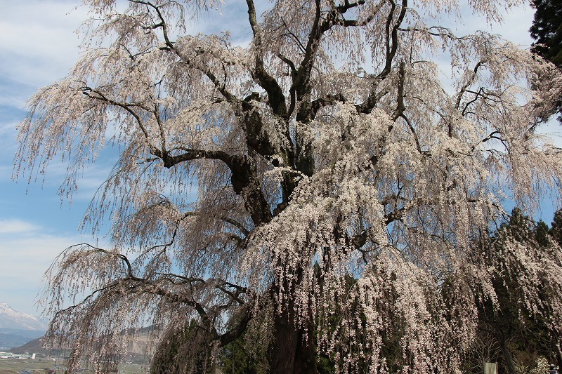 42215高山村水中のしだれ桜250年.jpg