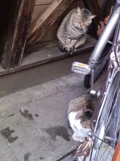 自転車で風よけ_2017