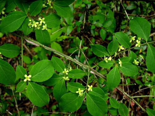 初めて出合ったニシキギの花 ニシキギは 枝のコルク質の翼をカミソリの刃に例えて 剃刀の木 という別名があります しろうと自然科学者の自然観察日記 楽天ブログ