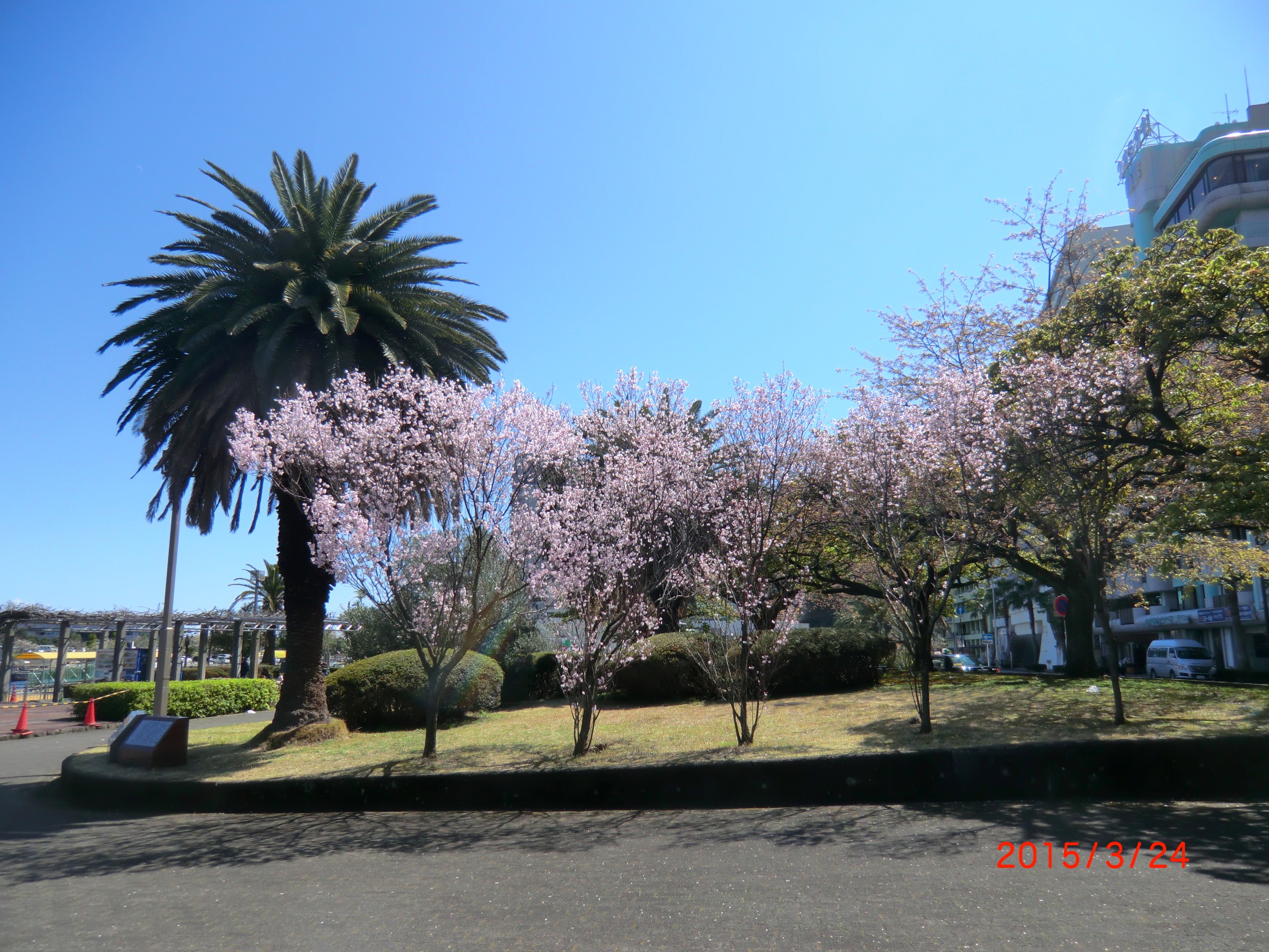 １５－３－２８桜 006.JPG