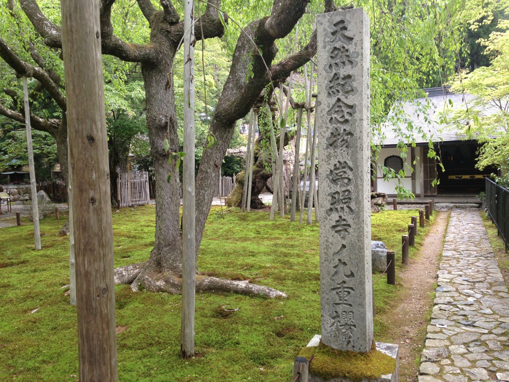 九重の桜.jpg