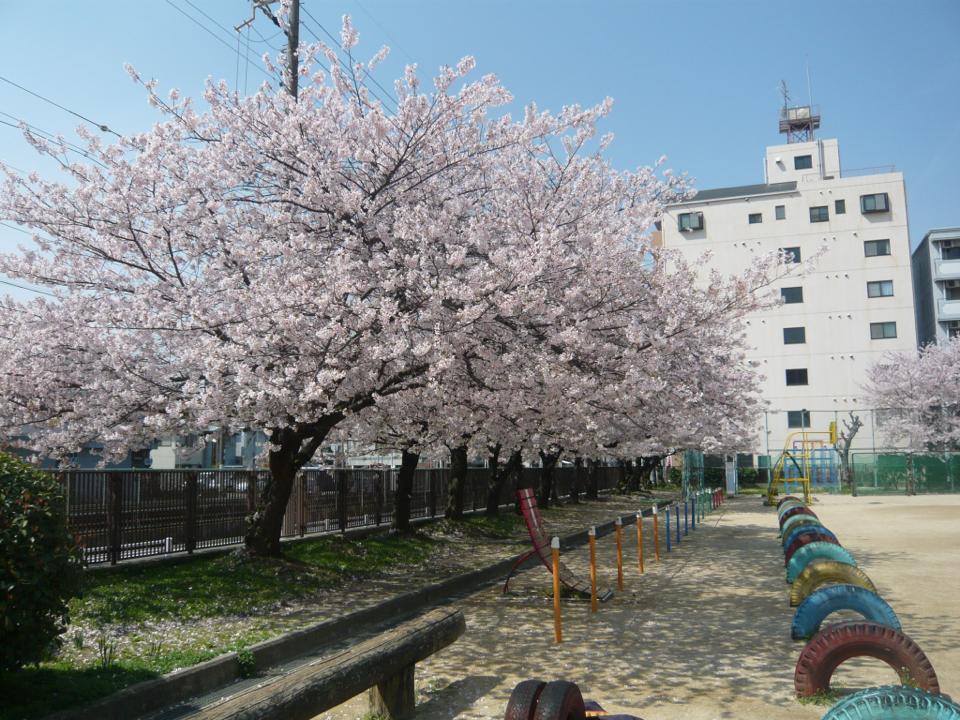 学校の桜も満開です！ こんな素敵な環境で仕事ができ嬉しい。ありがとうございます。(^o^)/