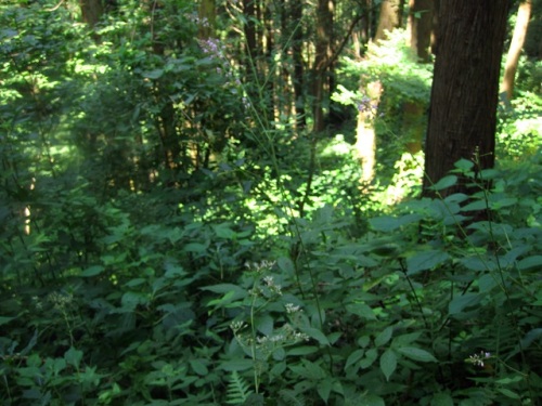 フジカンゾウの花 花言葉は 背伸びした恋 だそうです 高尾山での自然観察 その12 しろうと自然科学者の自然観察日記 楽天ブログ