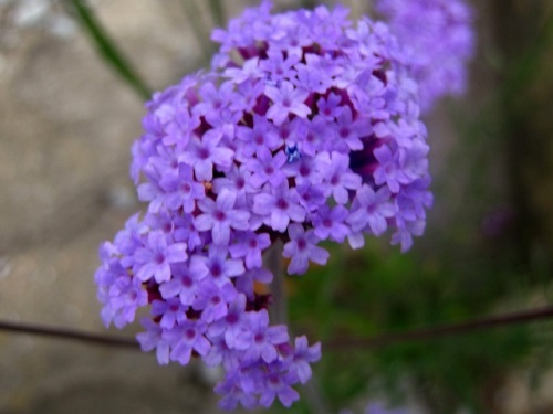 ヤナギハナガサの花 ヤナギハナガサ 柳花笠 の名は 半球形の花序を 花笠 に見たて 葉が細長く 柳 の様であることから名づけられたそうです 気仙沼大島での自然観察 その16 しろうと自然科学者の自然観察日記 楽天ブログ