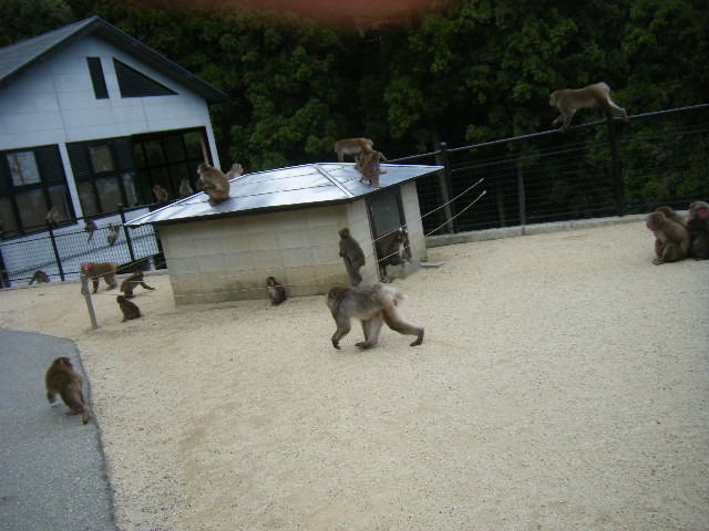 一番にけんかを止めに行ったベンツ (3).JPG