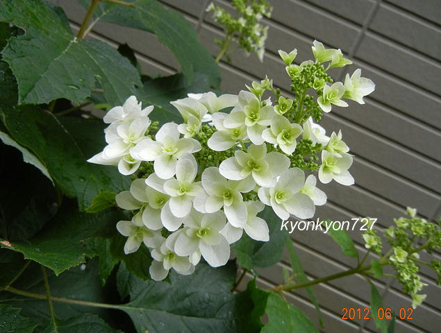 カシワバアジサイ1