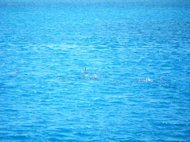 グアム旅行 ＡＢＣクラブ　イルカ＆シュノーケル (13).JPG