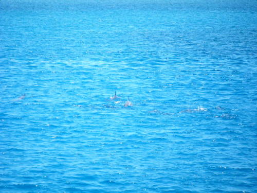 グアム旅行 ＡＢＣクラブ　イルカ＆シュノーケル (13).JPG