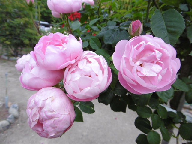 P1200742_R.JPG