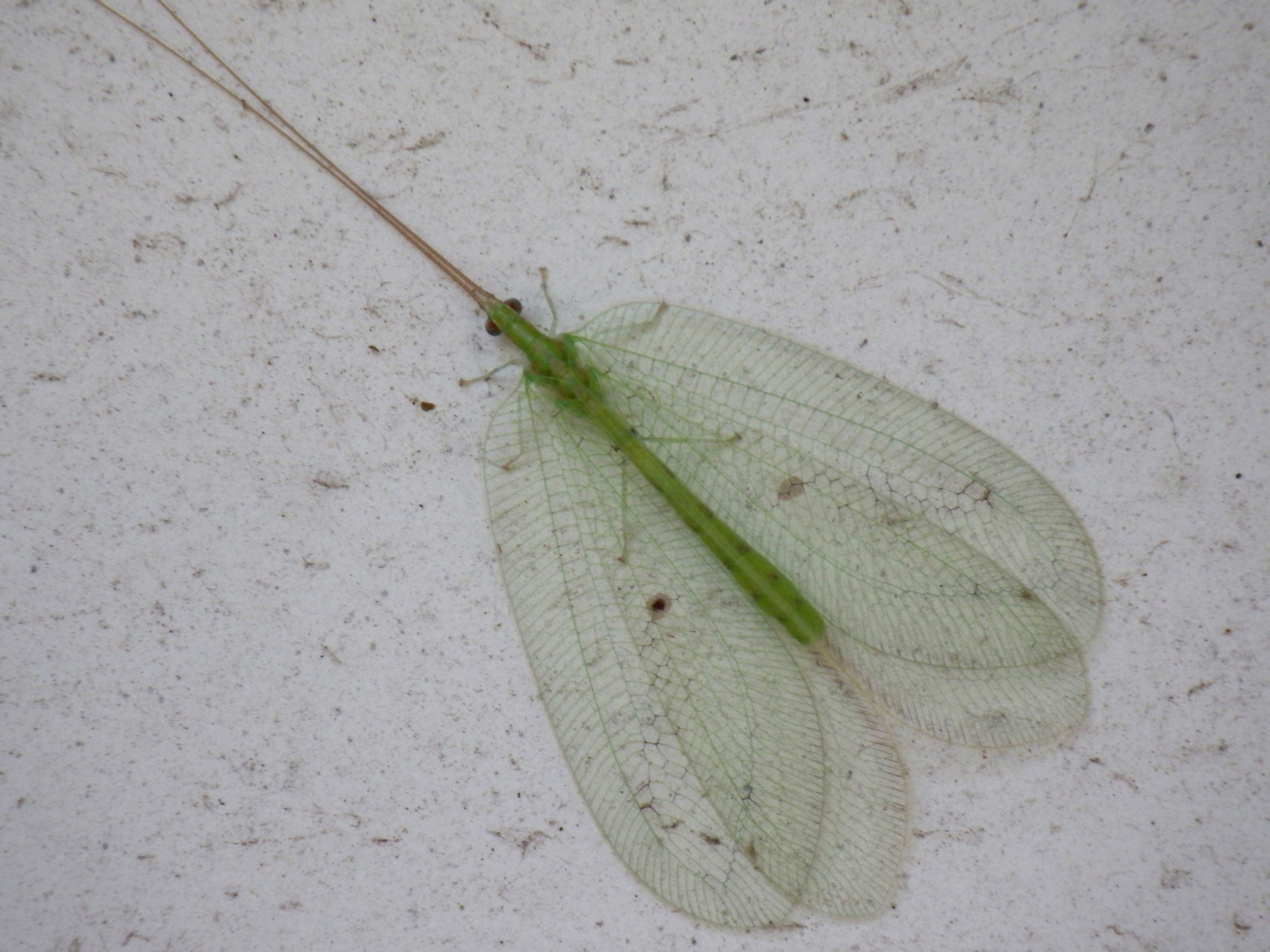 アミメクサカゲロウ