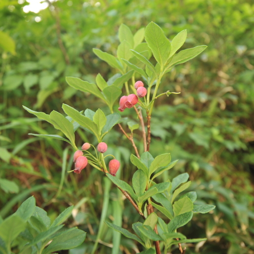 2谷川岳の花.jpg