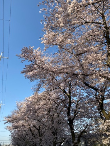 梅が園の桜 (4).jpg