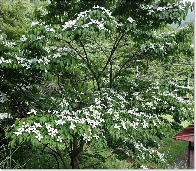 30白い花の木