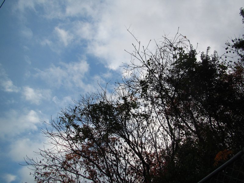 秋空.JPG