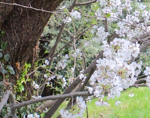 桜ヶ丘の桜　3.jpg