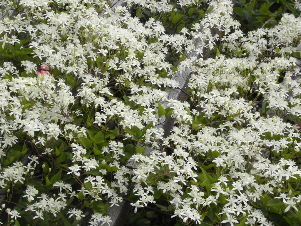 DSCN9138.JPG