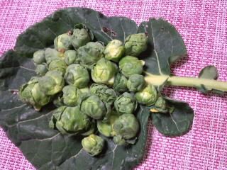 親子キャベツ2017_背景ピンク