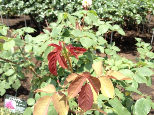 IMG_9045 (640x480).jpg