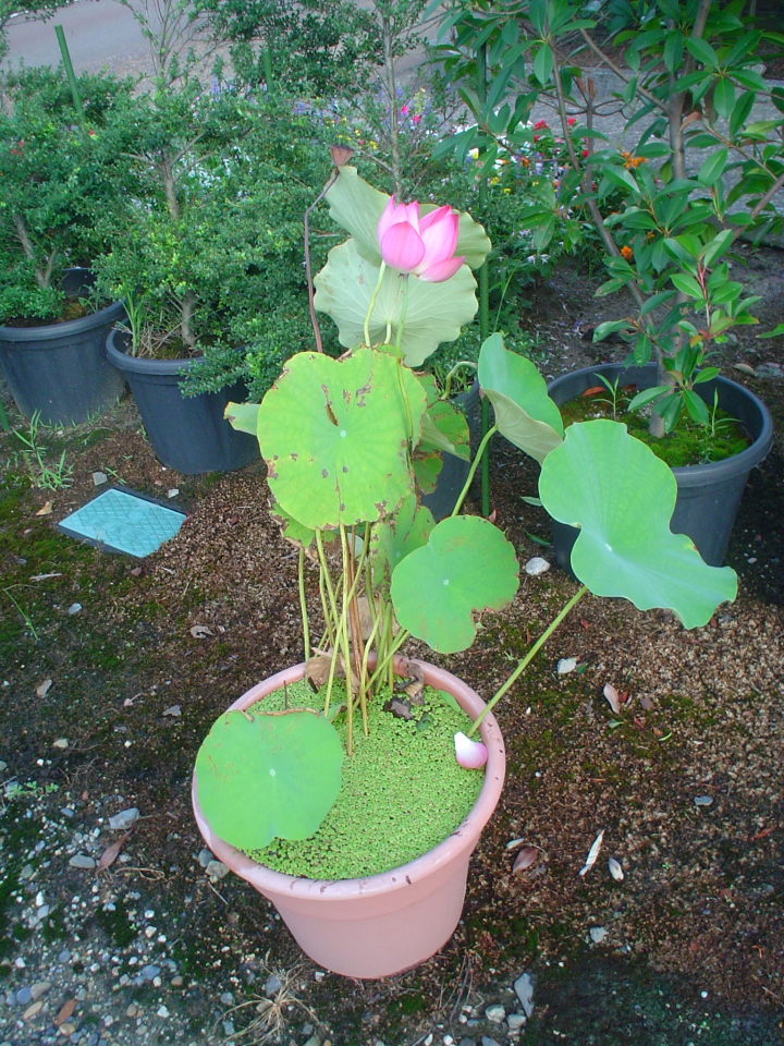 DSC00005  s.JPG