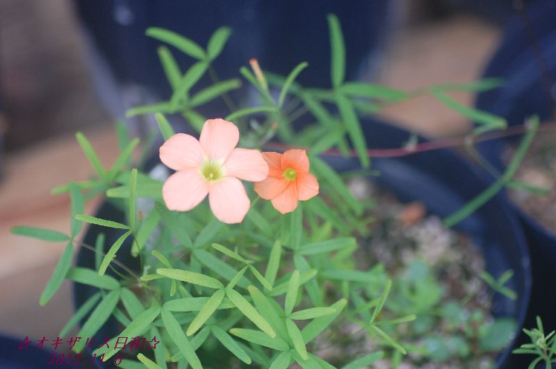 DSC_4650.JPG