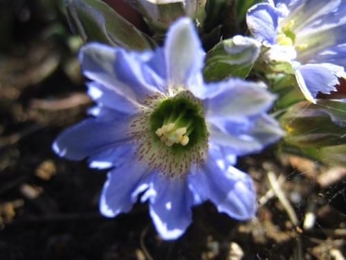 フデリンドウの青紫の小さな花 フデリンドウの名は 花の閉じた形が筆の穂先に似ていることから名づけられました しろうと自然科学者の自然観察日記 楽天ブログ