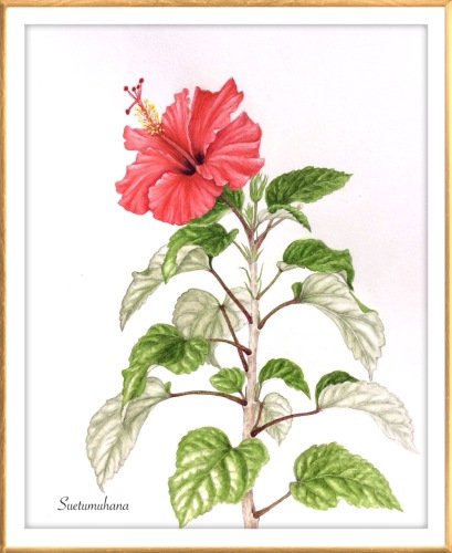ボタニカルアート 植物画 の記事一覧 末摘む花の雑記帳 楽天ブログ
