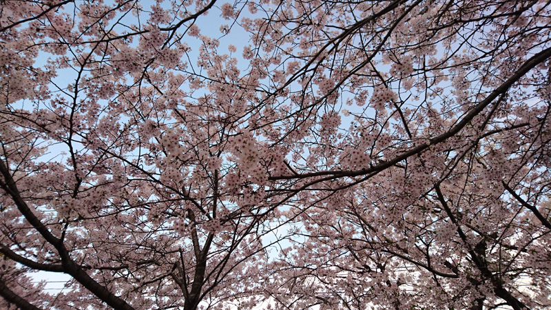 05_0256 800x450.JPG
