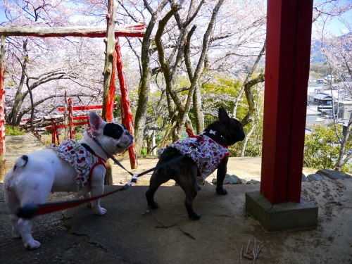 城山公園で散歩4.jpg