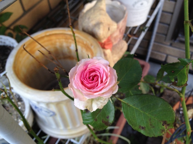 IMG_9349 (640x480).jpg