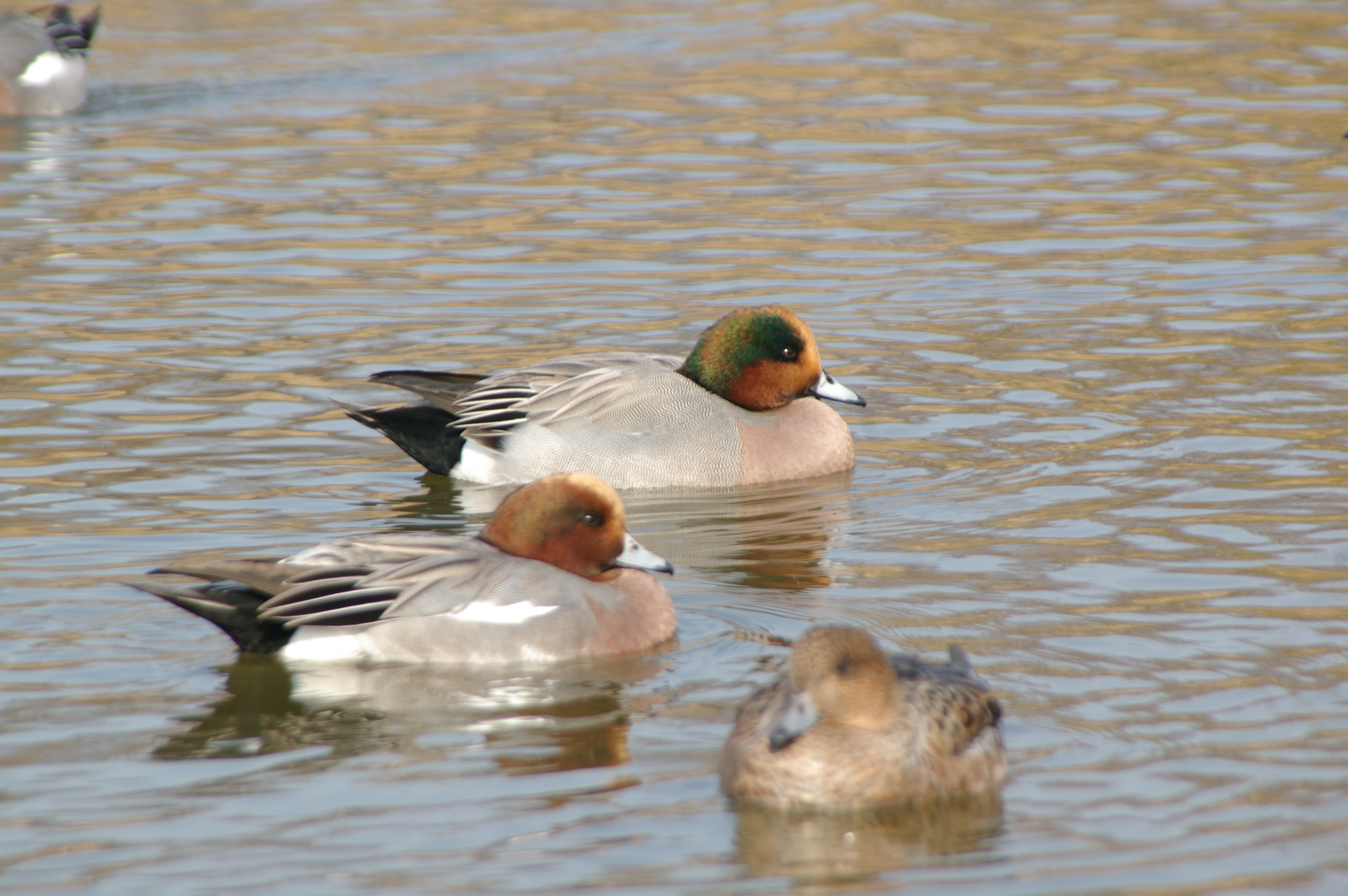 交雑種（アメリカヒドリ×ヒドリガモ）