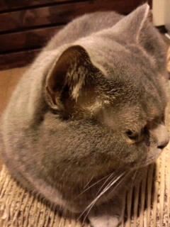 横を向く灰色猫
