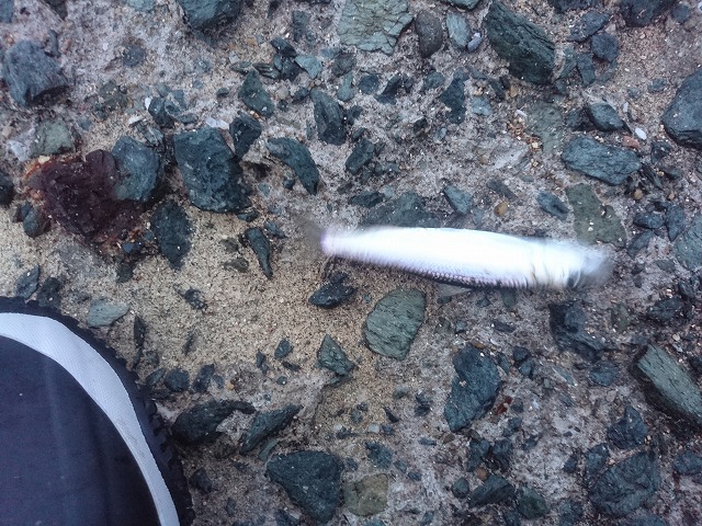 showPhoto (640×480)