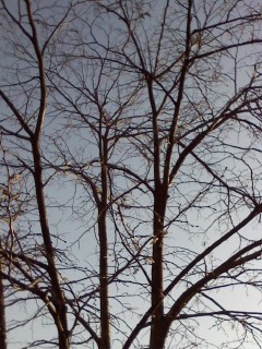20121207 fine2 03.JPG