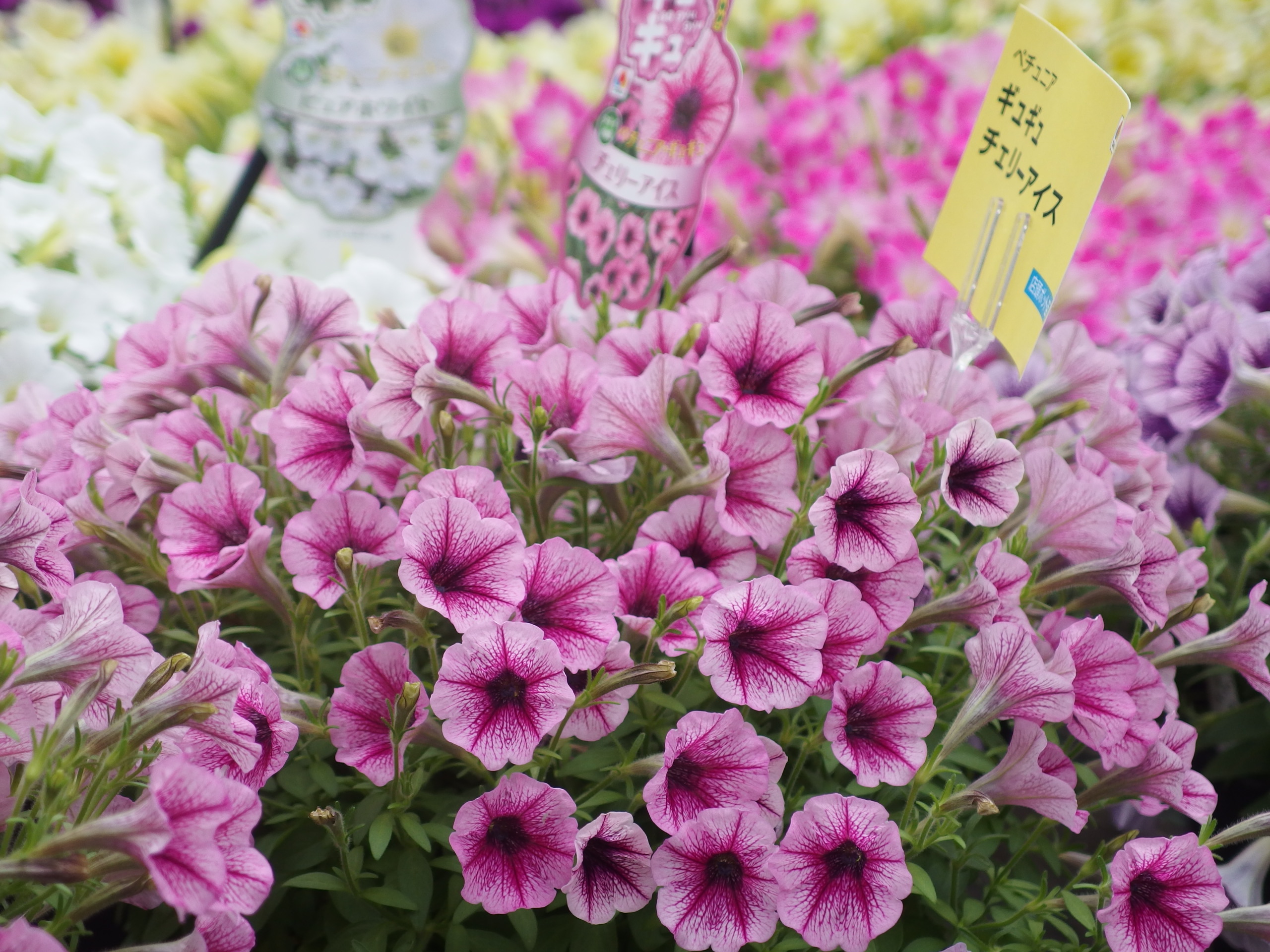 2015-05-29 13.45.56.jpg