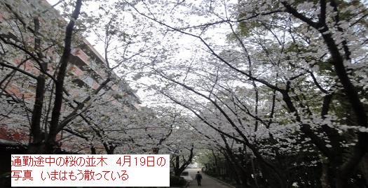 110さくら.JPG