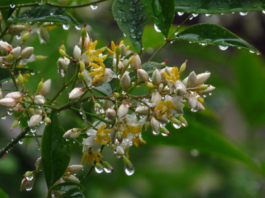 南天花＆雨粒6376.jpg