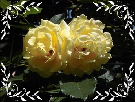 CIMG6029 - コピー.JPG